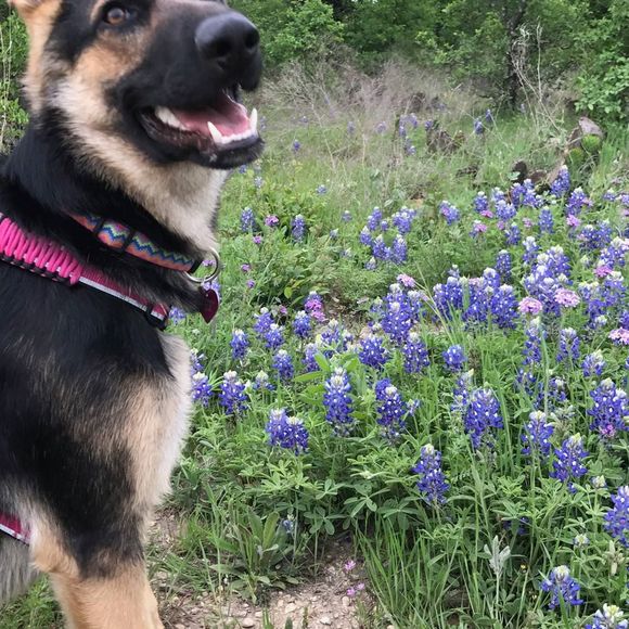 Meet your Posher, Mckenna - Picture 1 of 1